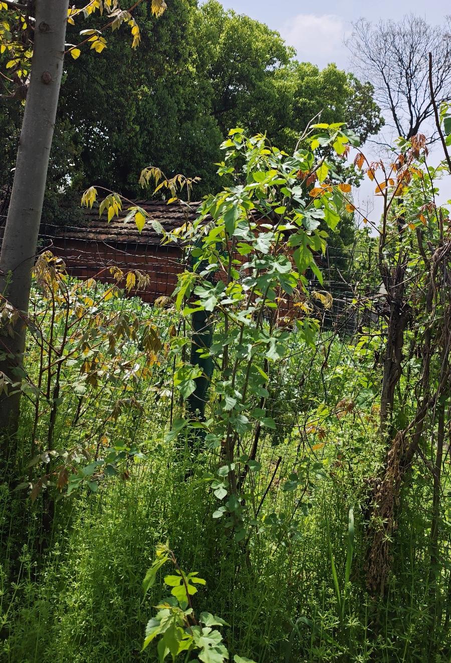 姑姑在农村生活了大半辈子。提到下地就摇头。我们从城里回来，却爱上了这里。这