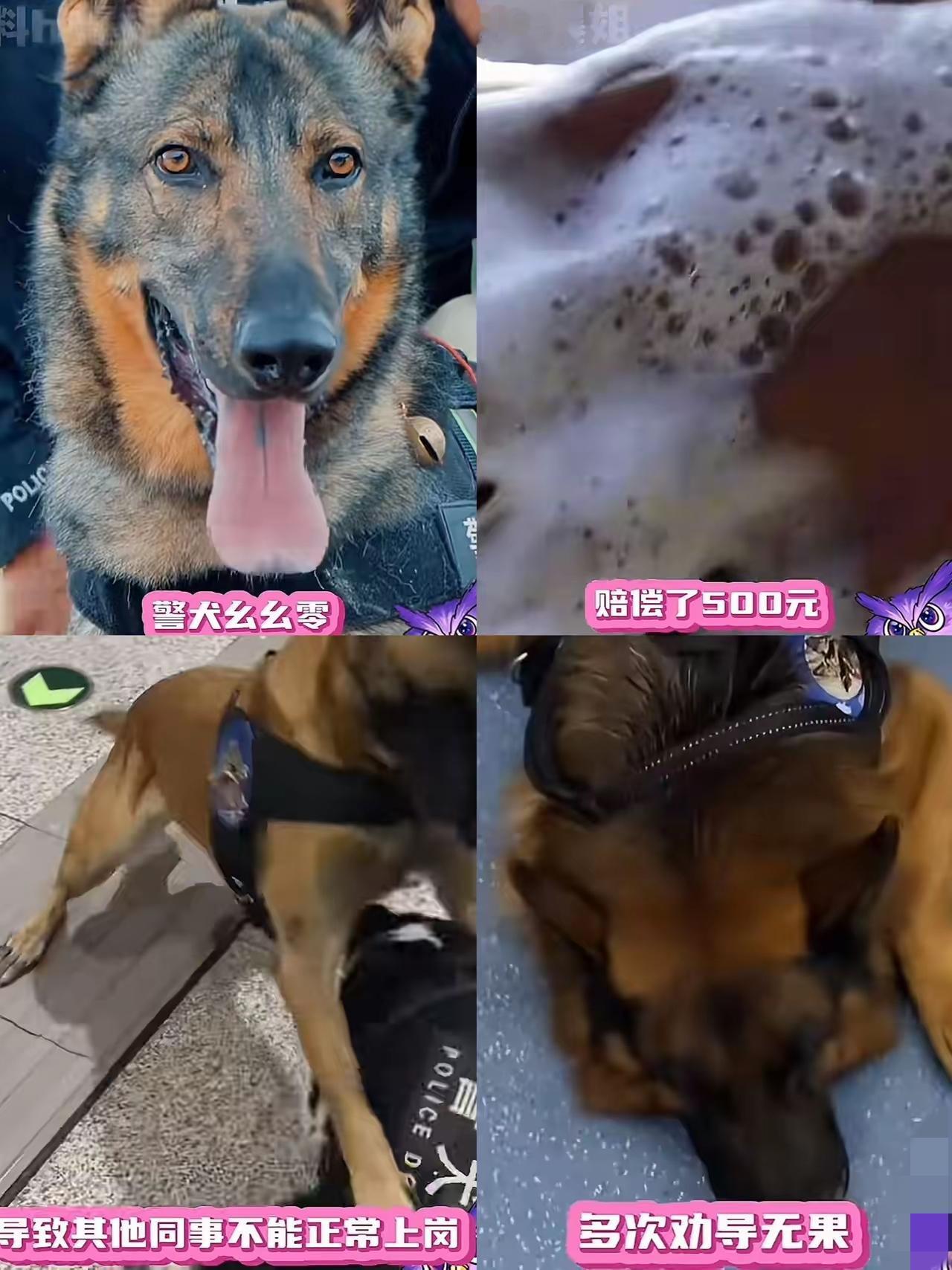 这下好了不止云南全国人民都知道了，警犬闪电因为上班死气沉沉，下班之后魅力四射