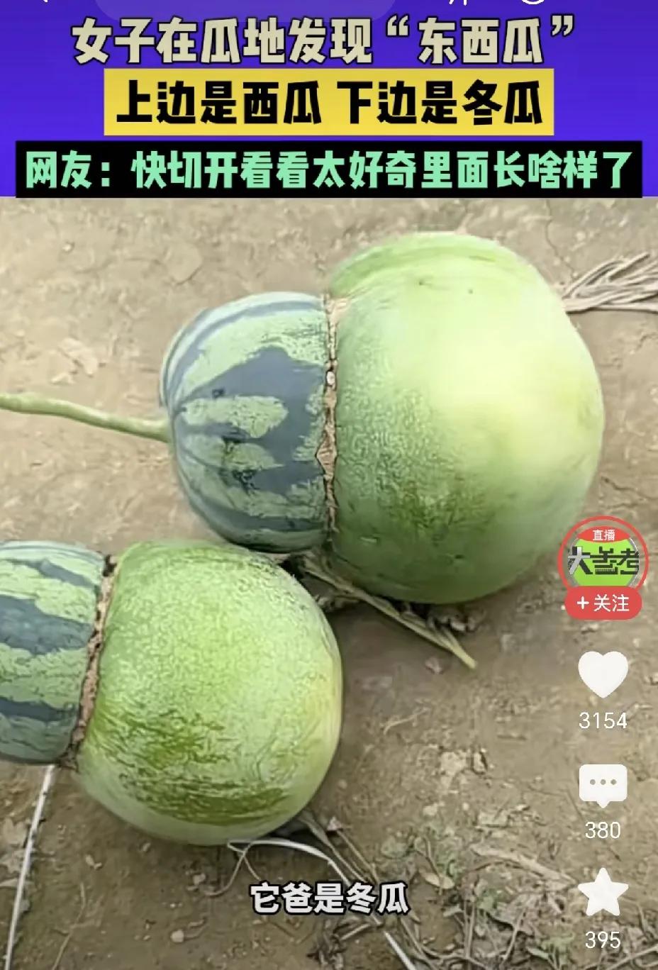 现实里真的出现了“东西瓜”，真是长了眼了。有人将西瓜和冬瓜做了嫁接，没想到真结