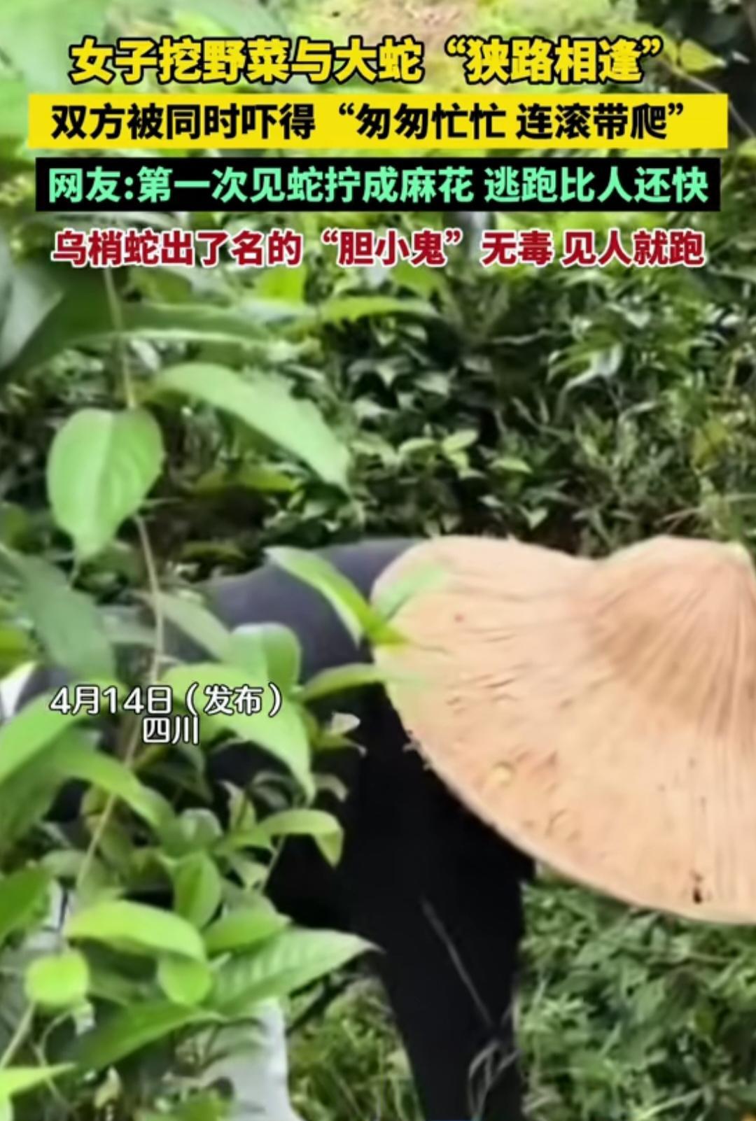 “笑不活了！”四川，女子去挖野菜，突然看到一条大蛇。没想到，她和大蛇同时吓得连滚