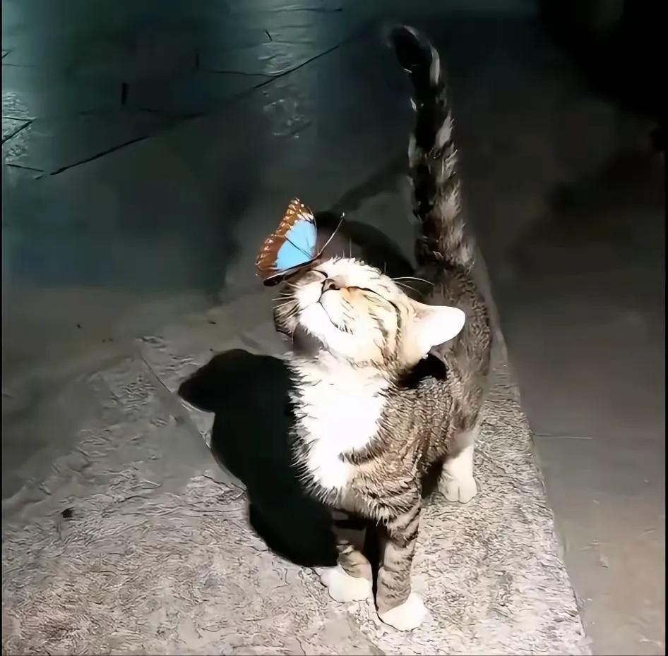 孤寡老人收养了一只流浪猫，一人一猫相依相伴了七八年。在老人带猫咪出去捡破烂的时候