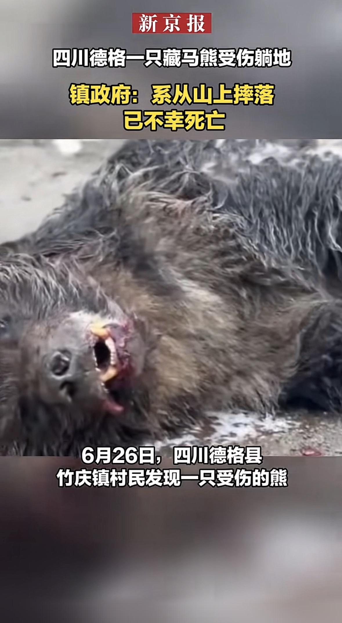 你最近刷到这桩让人心里揪得慌的野生动物意外没？四川甘孜的村民发现山上摔下来一只成