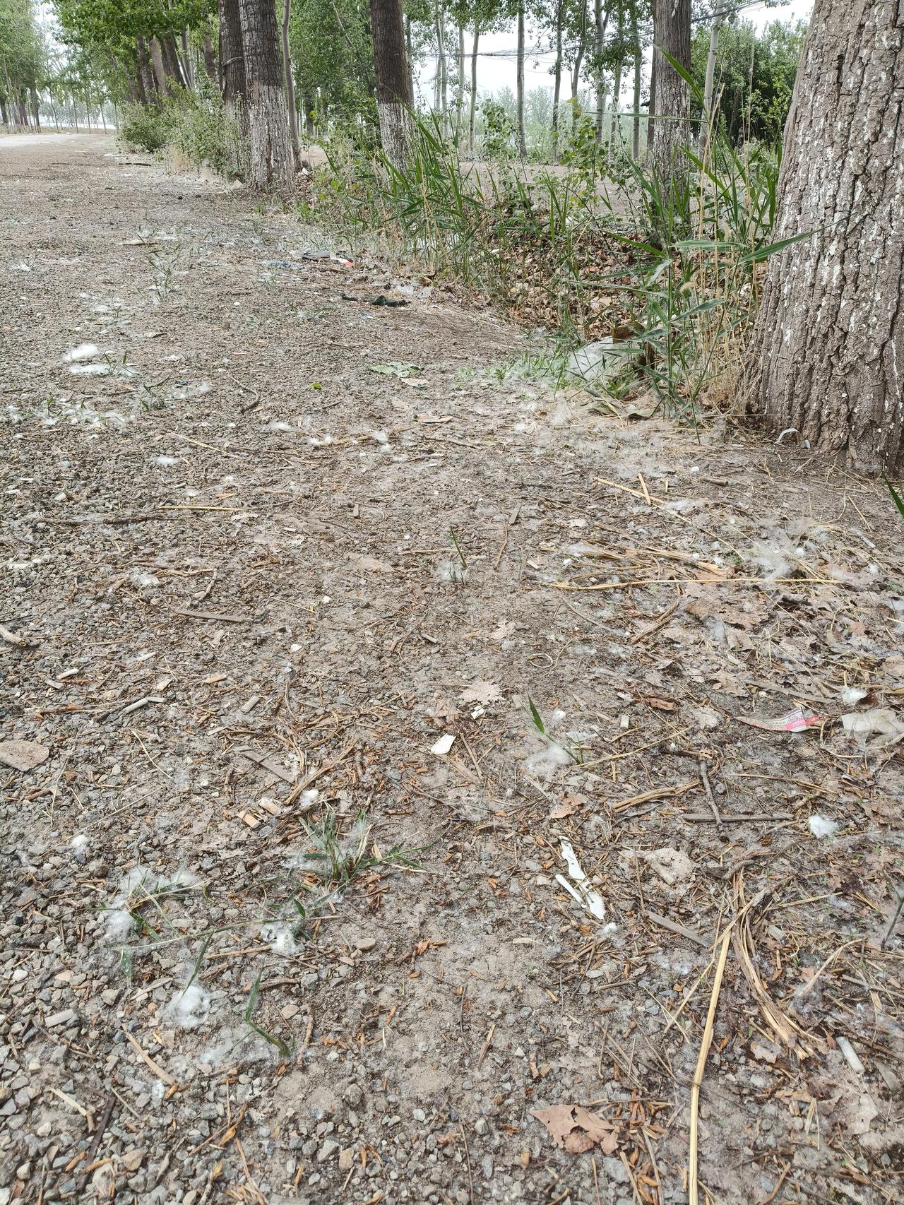 杨树在北方地区种植的数量多，面积广，杨树的优点非常多，但同时缺点也是明显的，最大