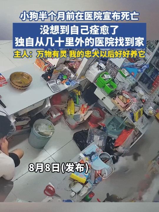 万万没想到！江苏，一只小狗得了细小被主人送到宠物医院，医院都已经宣布死亡，主人也