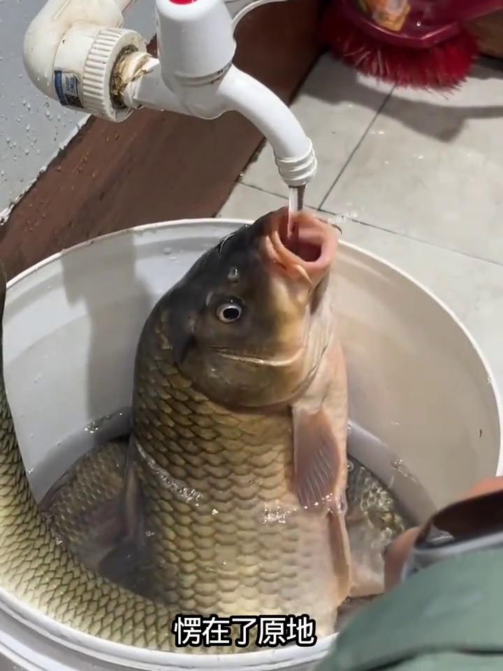 这是用镜头记录不可思议的一幕。一位小姐姐的女儿突然从外面捡回来一条大鲤鱼，沉甸甸