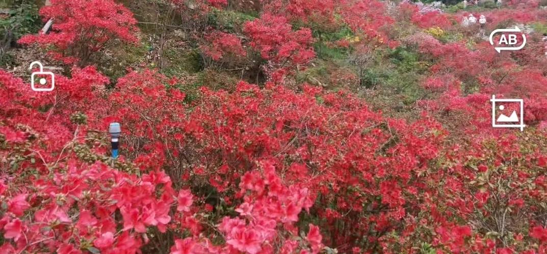 兰州穿石暮春南方游之四：江西婺源县花海醉煞游人此次南方游每天都有几个游览
