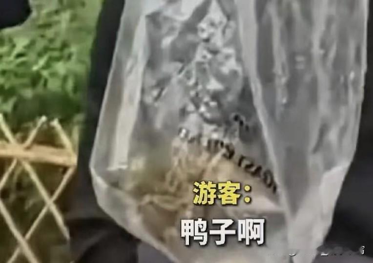 五一假期最后一天，杭州太子湾公园居然有人把小鸳鸯装塑料袋想带走，简直离谱！5