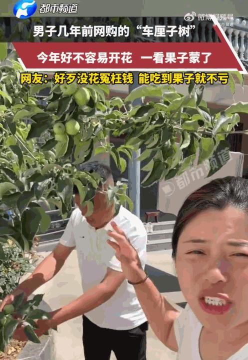 笑死了！河南一男子网购了一棵车厘子苗，回家后跟伺候宝贝一样，又是松土又是施肥。谁