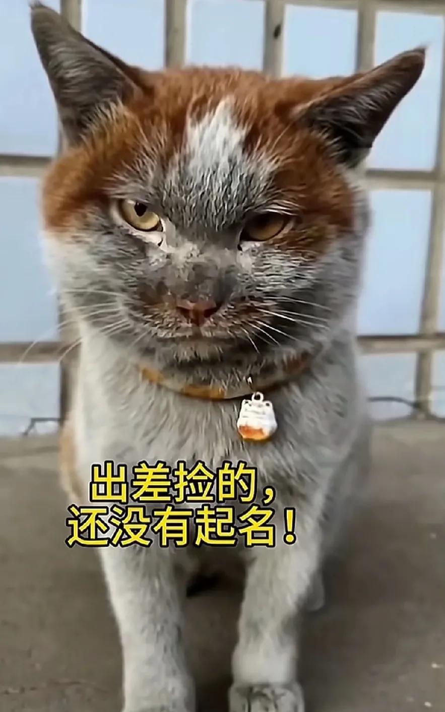 出差捡的，带回家了，还一脸的不服气。近日，一网友说，他最近出差，看见一只浑身脏