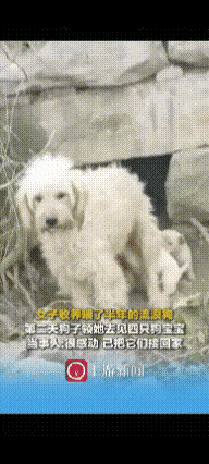 “万物皆有灵！”河南，女子对怀孕的流浪狗说:“你生完小狗，能不能给我送一只过来