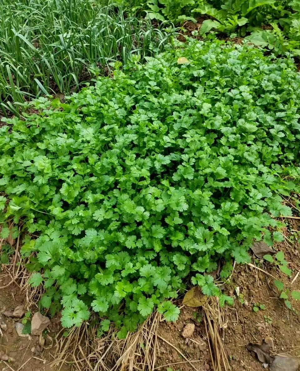 听说这个菜各地方言不一样，我们这里叫“芫须”，但它的学名却叫“芫荽”，这一字之差