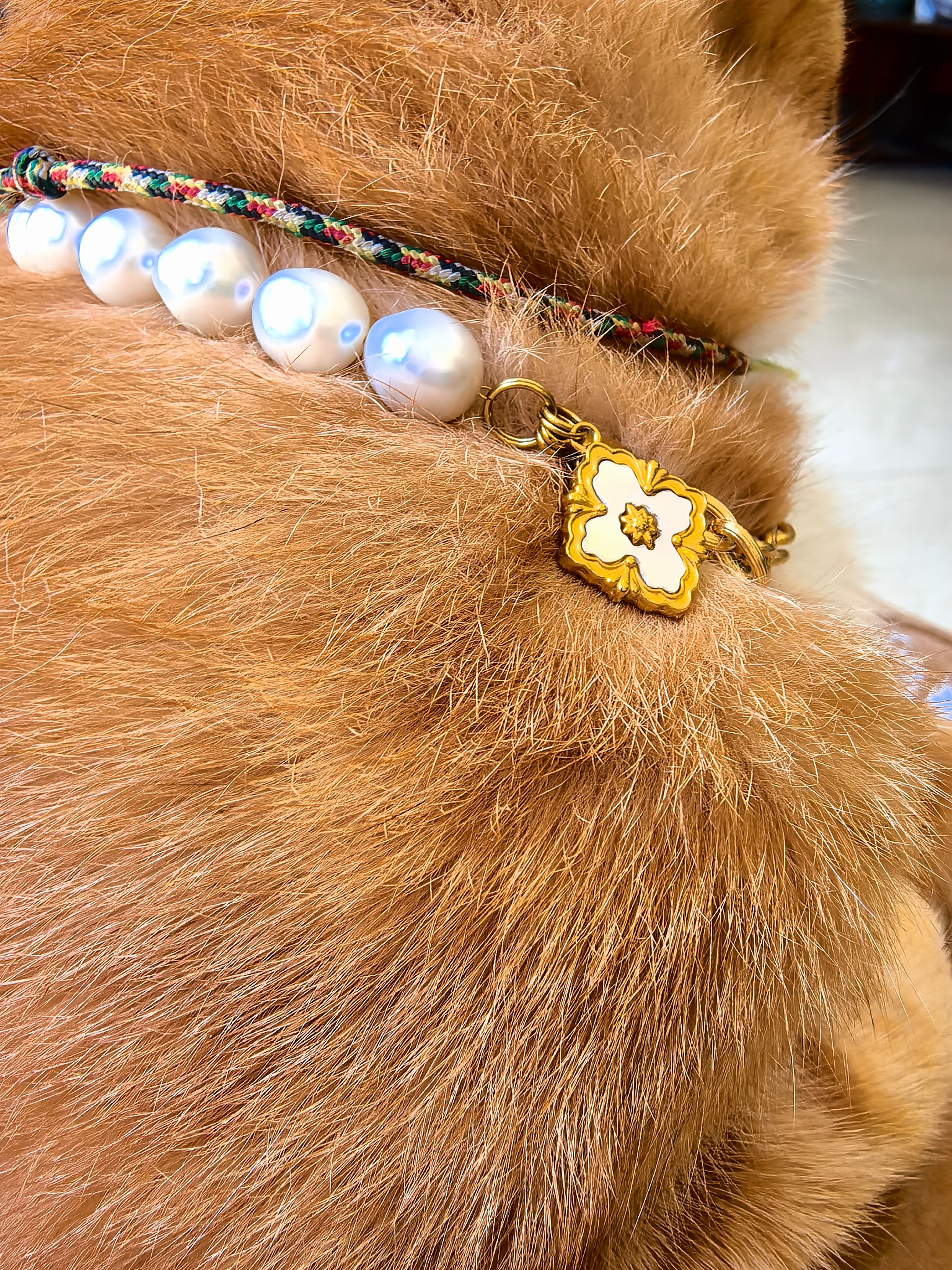 像不像阿胖生的仔？。猫咪