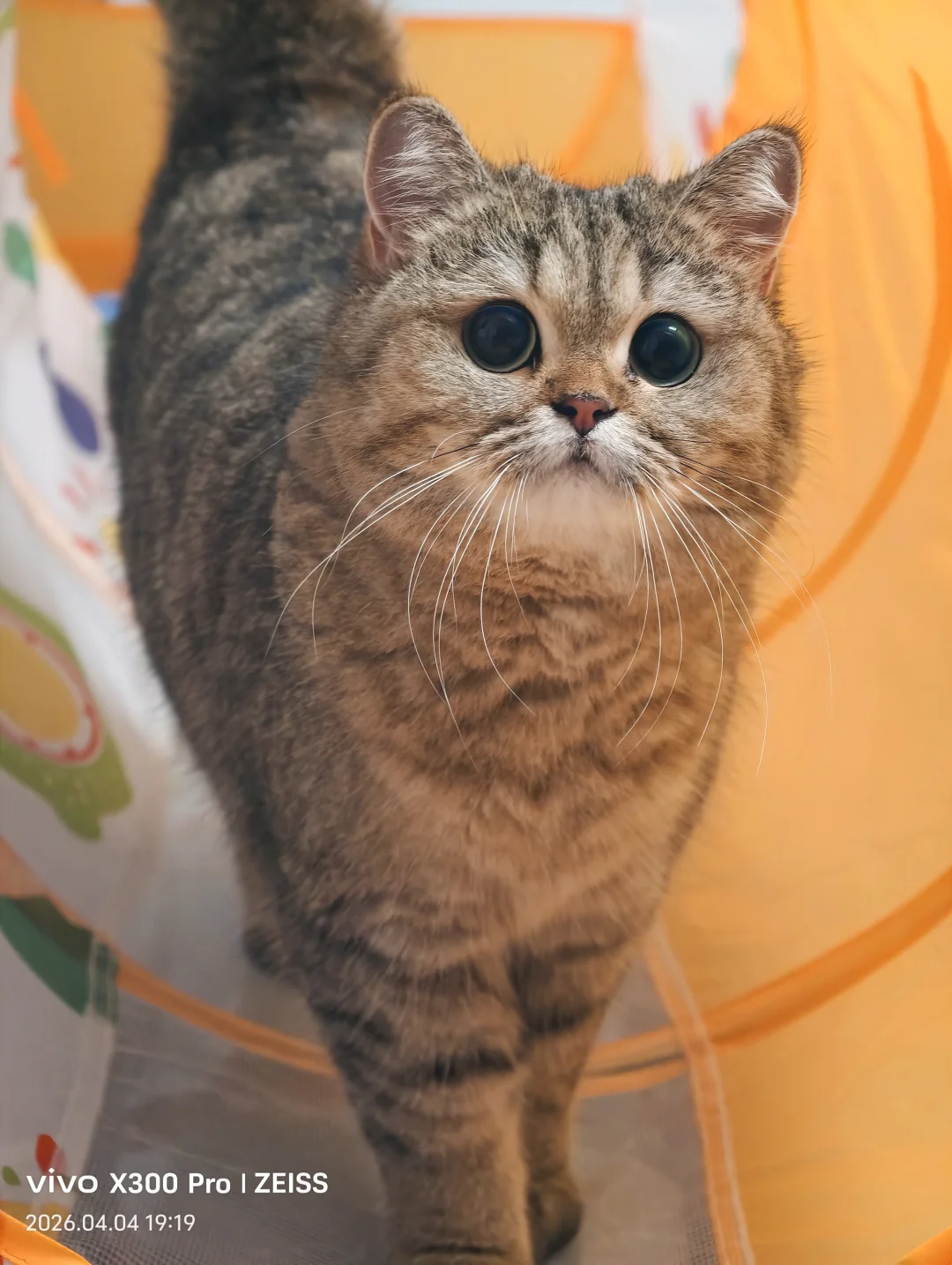 没被社会污染过的眼神💛