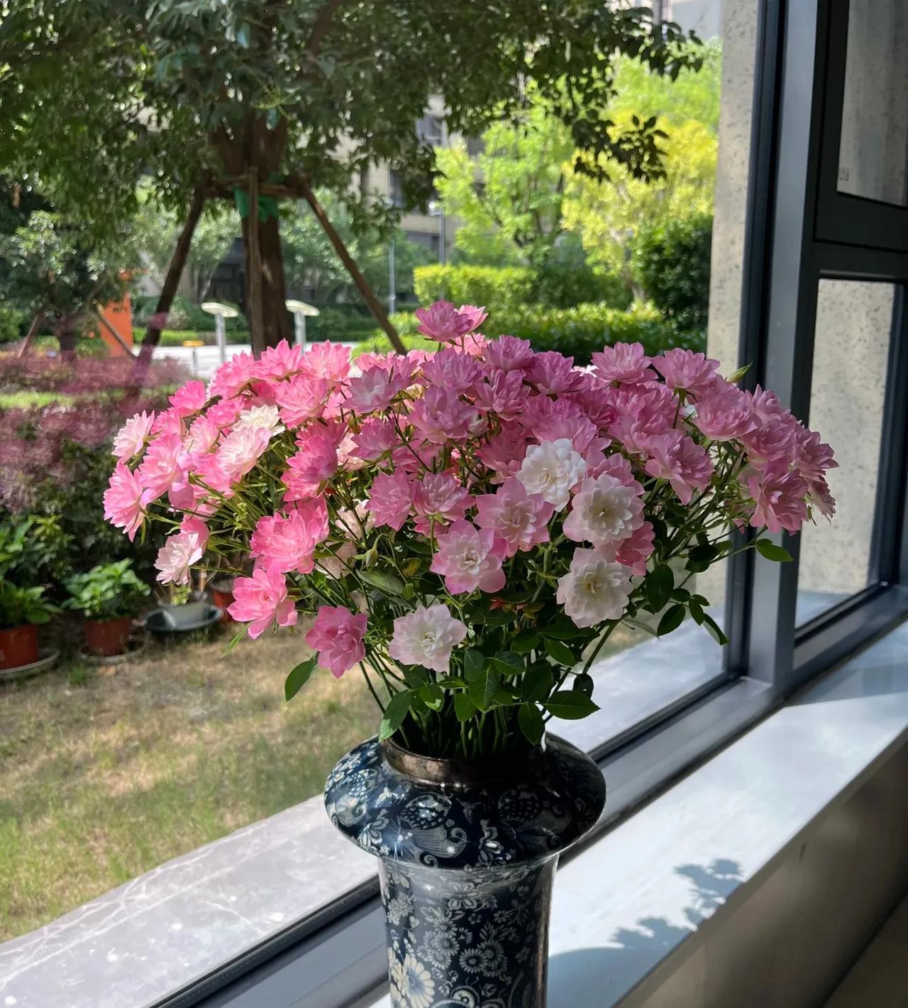 美到心巴上的天河繁星玫瑰🌹喜欢养花的朋友记得一定要养！花的样子像迷你版的荷花