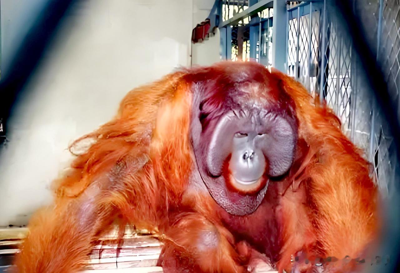 今天打开电视，看到有个频道，正在播放有关猩猩的纪录片，外国灵长类野生动物专家在做