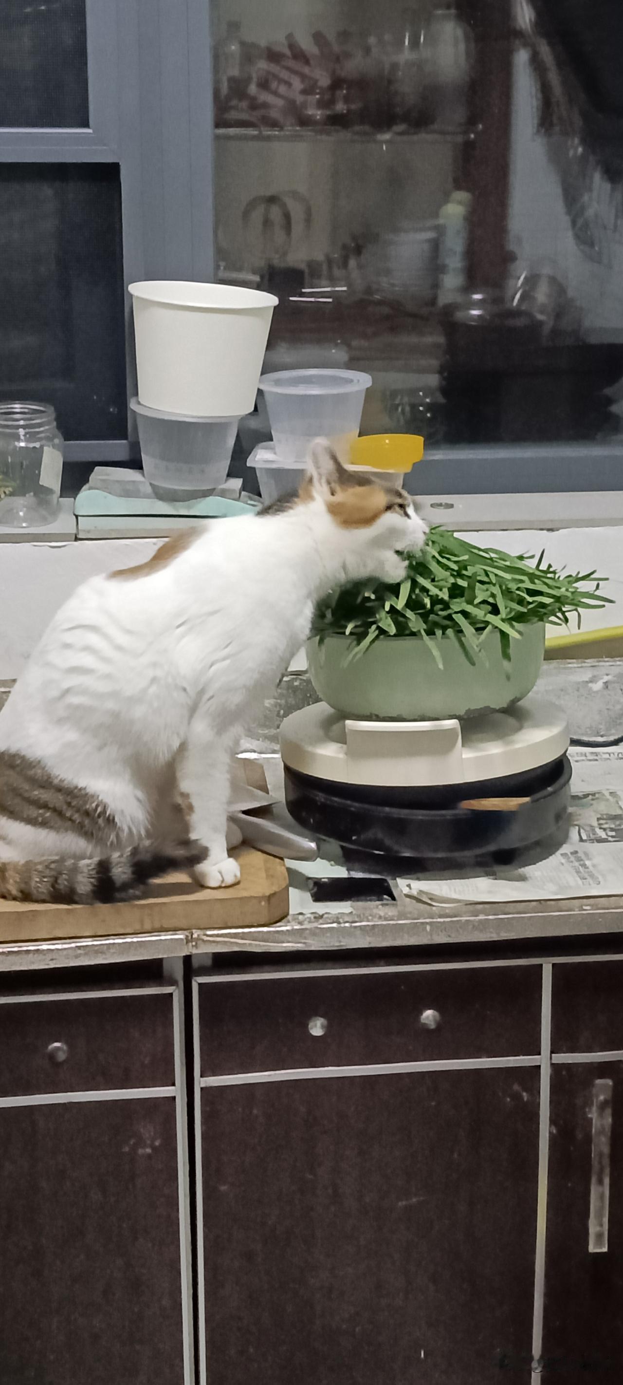 救命！我家猫把猫草当饭吃了🤣刚种的新鲜猫草，三花主子直接跳灶台开炫，头都