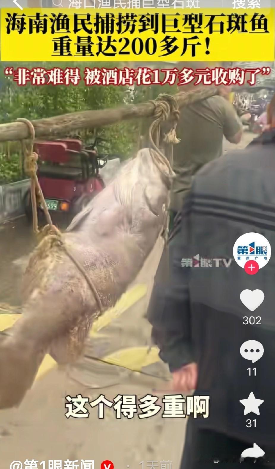 这下渔民赚翻了！海南海口，一渔民出海捕鱼时，竟捕到一条和猪差不多大的石斑鱼！两名