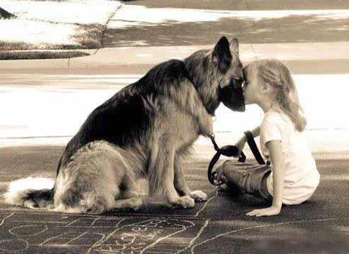 德牧，最具反差萌的狗狗。很多人惧怕它威武凶悍的外表，却不懂它那颗温柔如水，努力守