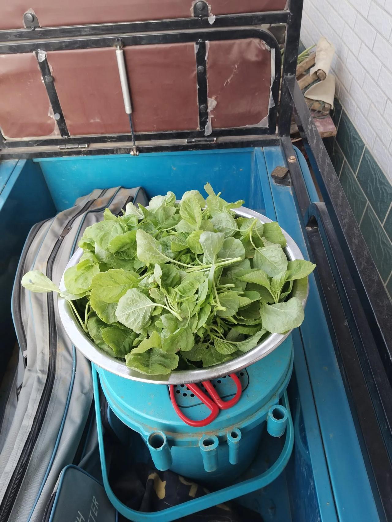 大蒜头怎么处置才合理？早晨去了菜园，掐了白梗苋菜，挖了几颗土豆。土豆不管大