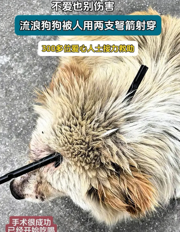 广州地区5月11号下午3点左右，一流浪狗狗，被不明人士用两支弩箭射穿头部。  
