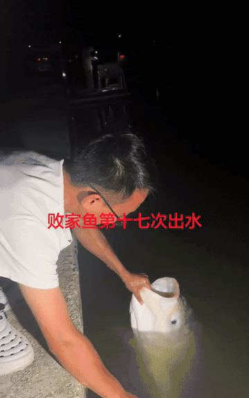 “笑不活了”浙江某钓鱼园里有一条60多斤的大鱼，因为好吃已经被钓上来17次了，钓