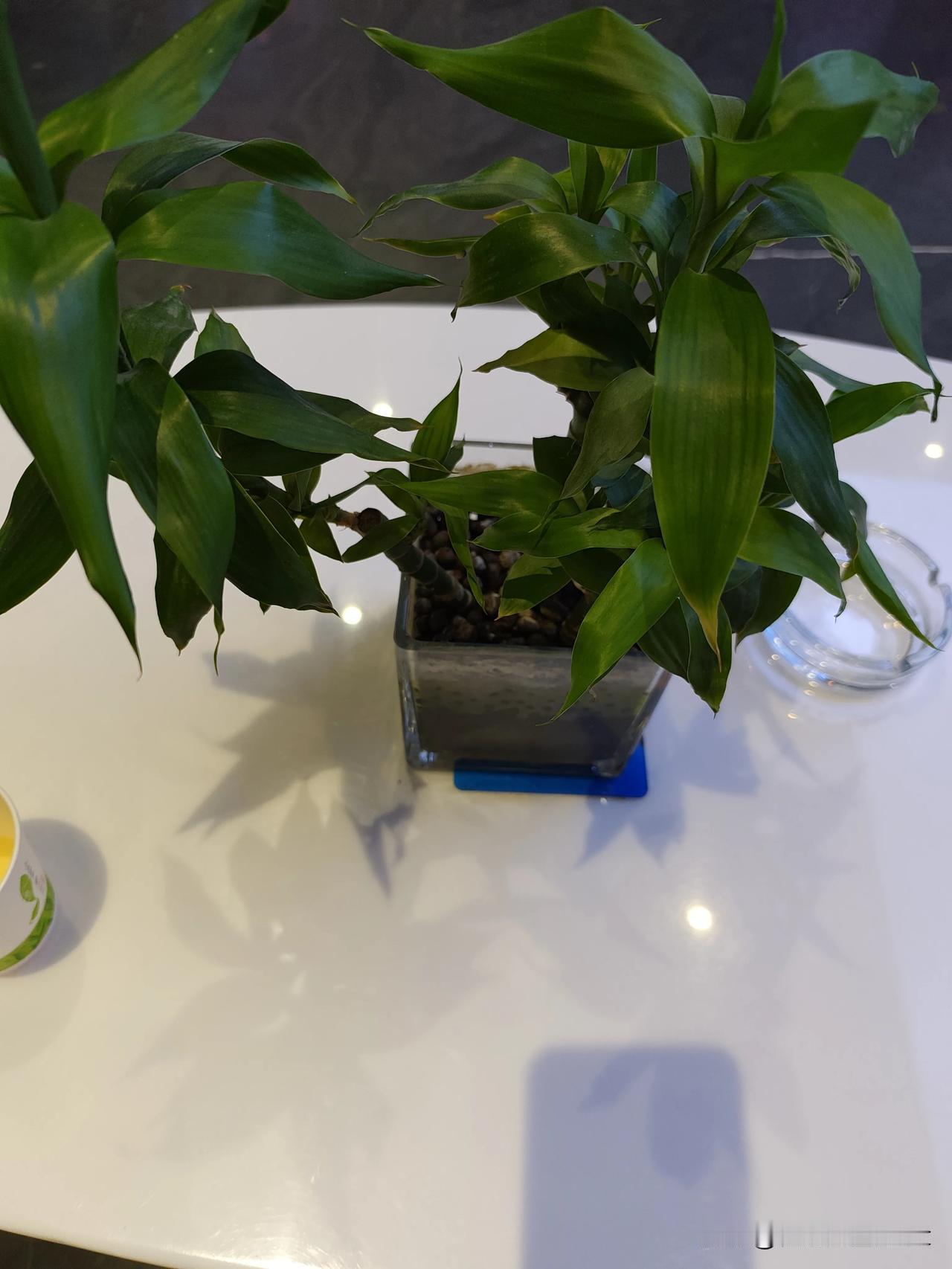 家人们别吵了！养儿防老防的是情分，自己养老靠的是本分！你掏心掏肺养大的娃，未必能