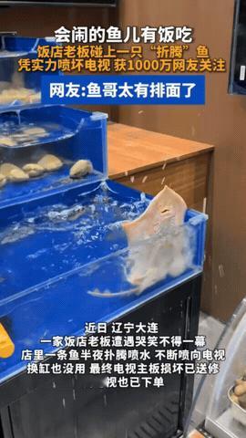 笑不活了！辽宁大连，饭店里一条孔鳐，一到半夜要下班的时候，就在水池子里疯狂扑腾，