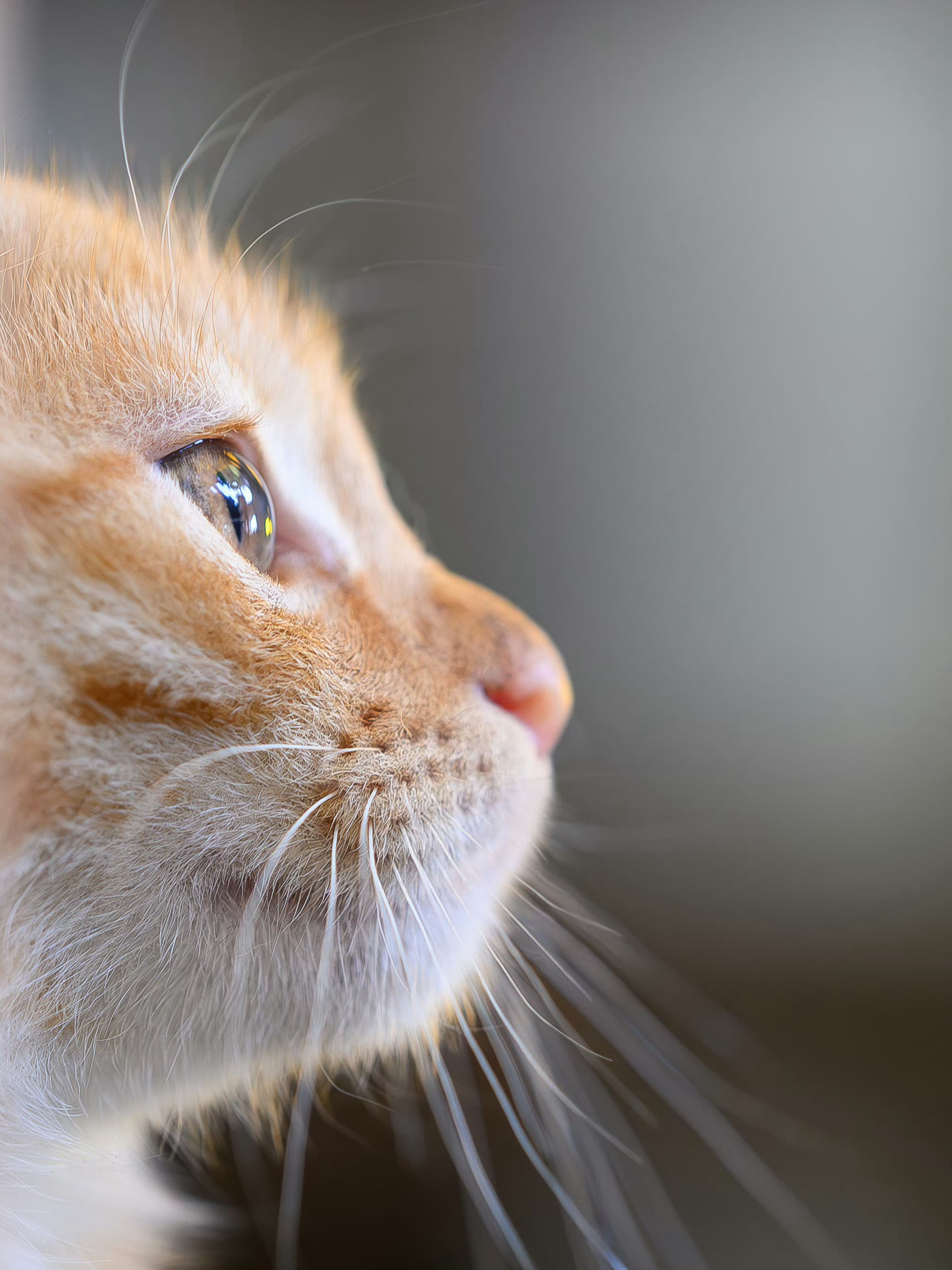 猫咪完美侧颜🤩​​​