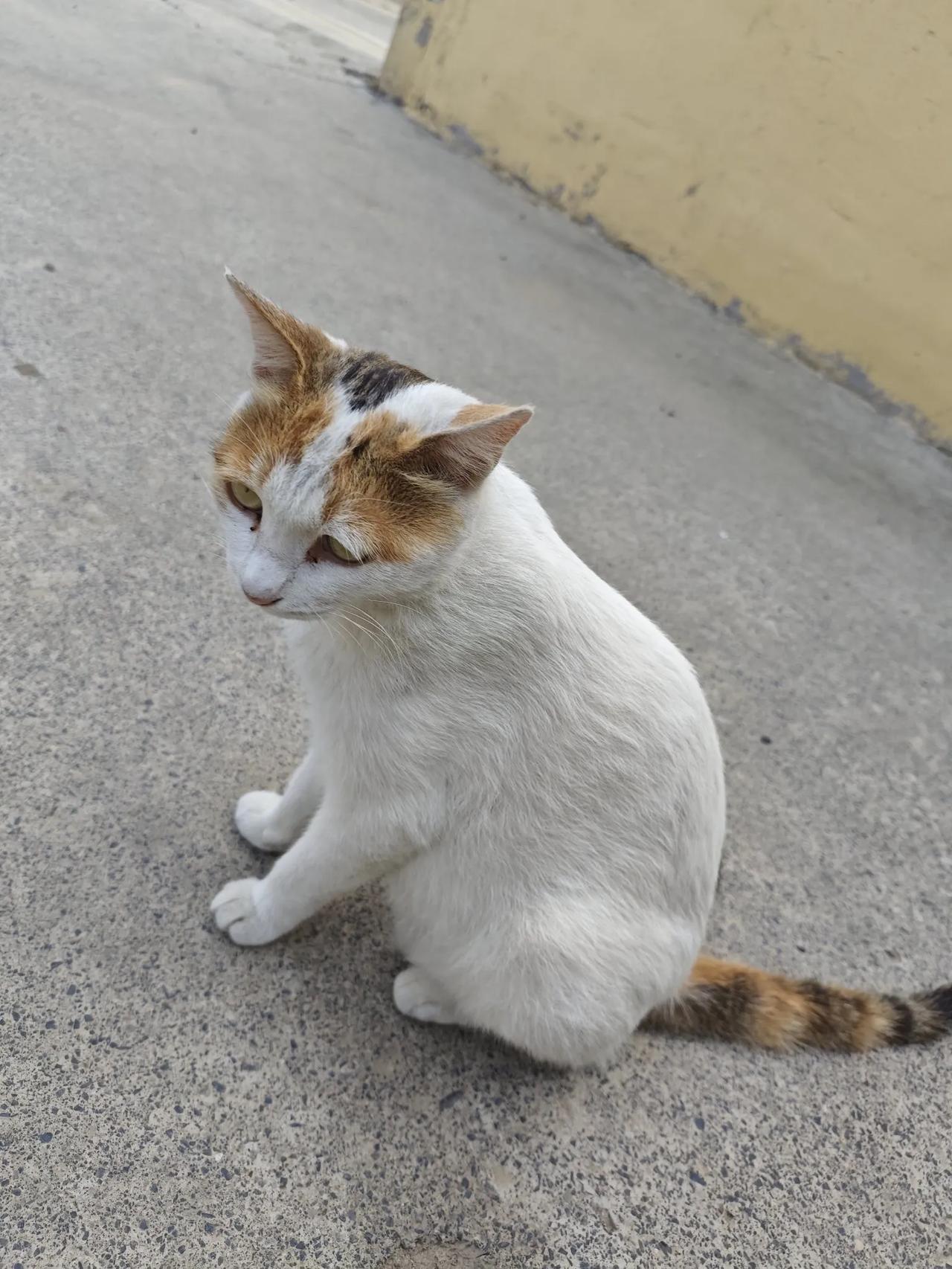 老家的母猫，也没有绝育这一说，就只能一窝一窝地接着生，上次回来的时候，这只猫刚做