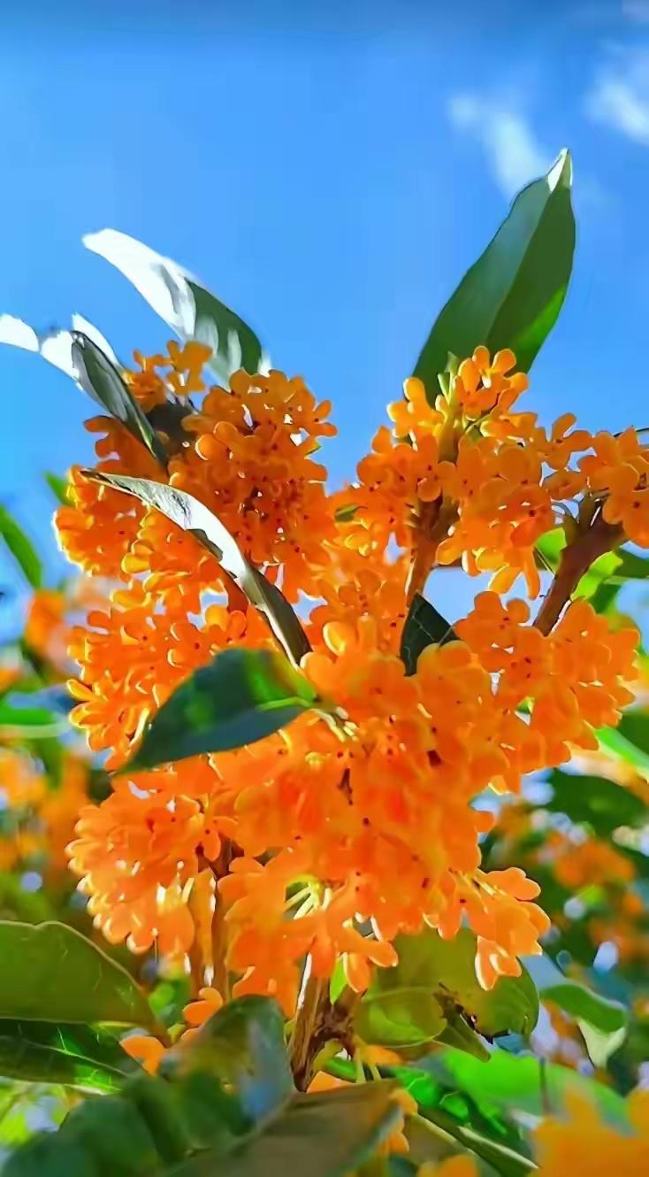 翻了翻手机相册，桂花的照片还真不少。有2020年国庆在家时拍的，田垄边上的金桂和