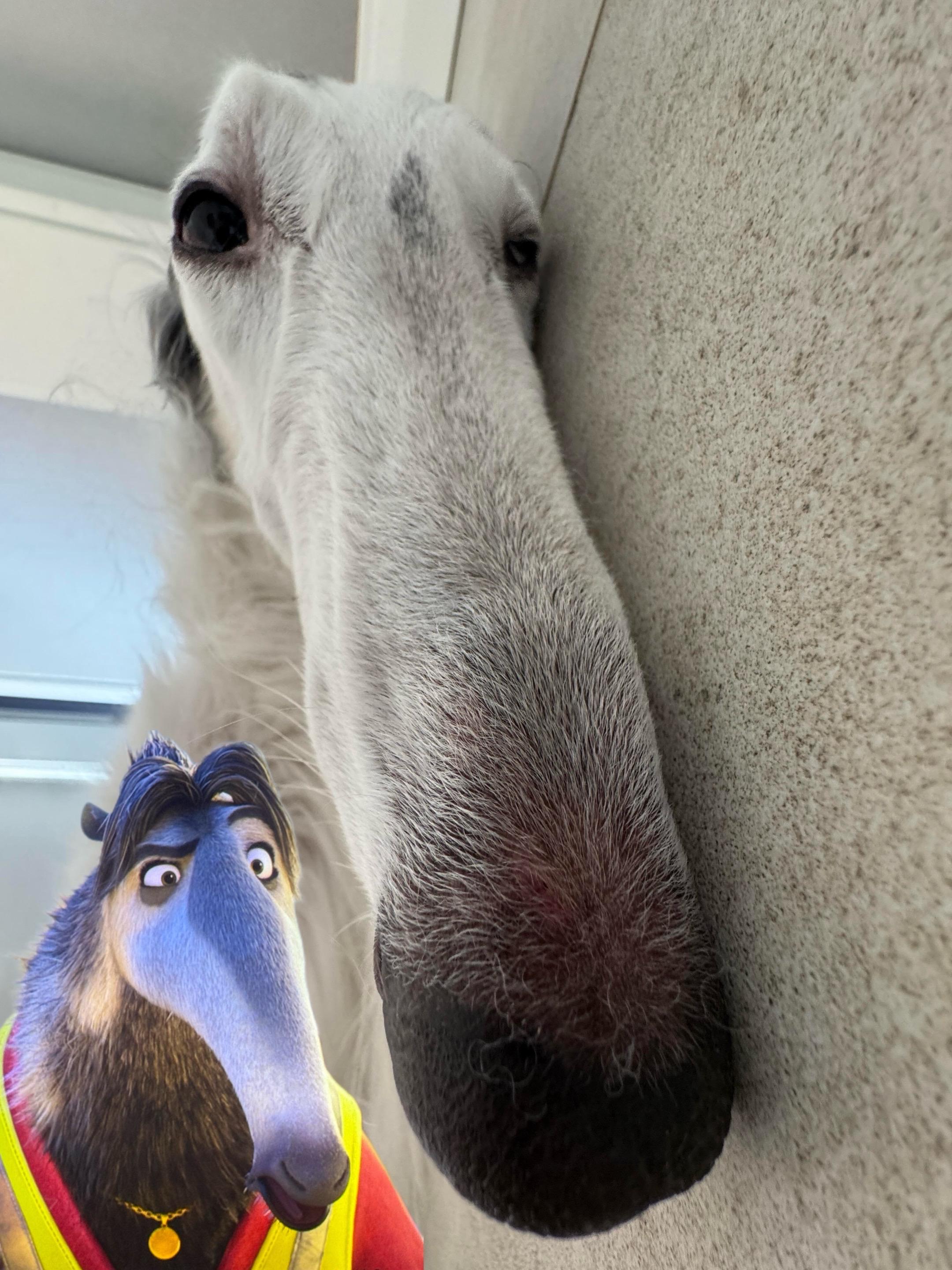 孩子去拍疯狂动物城没告诉我。