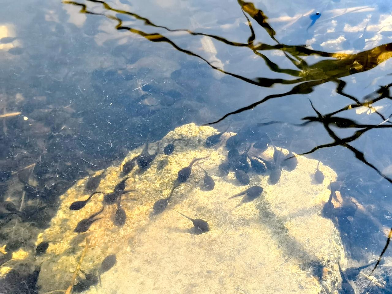 水湄，夏天的味道浓了一些。蒲草出挑儿，在绿意盎然的风里招摇着。水里有蔚蓝色的天