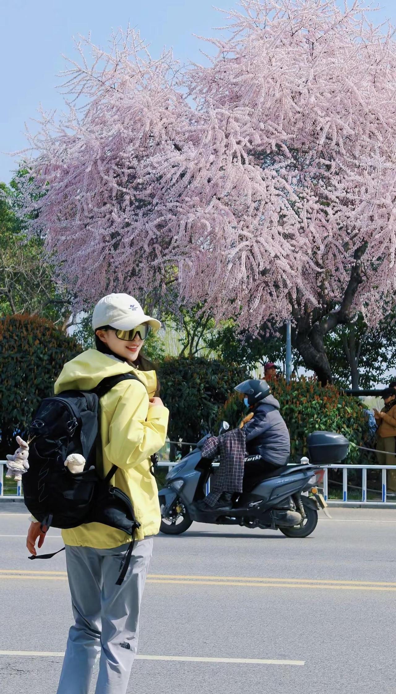 永远太遥远，明天你还在就足够了桃花潭地铁口这棵树美的太犯规了户外徒步桃花春