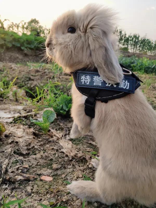 兔子警官回应作秀质疑：脱下警服她也是普通人，凭啥要被这么说？家人们！最近刷