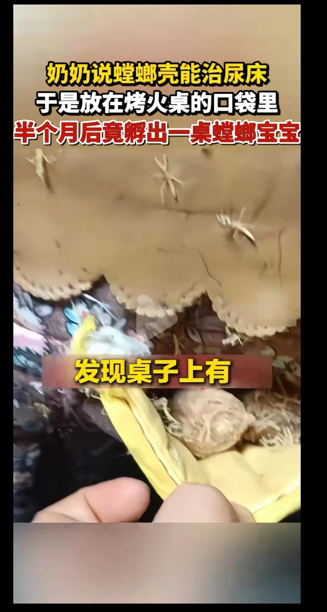 还好是螳螂，不是蟑螂