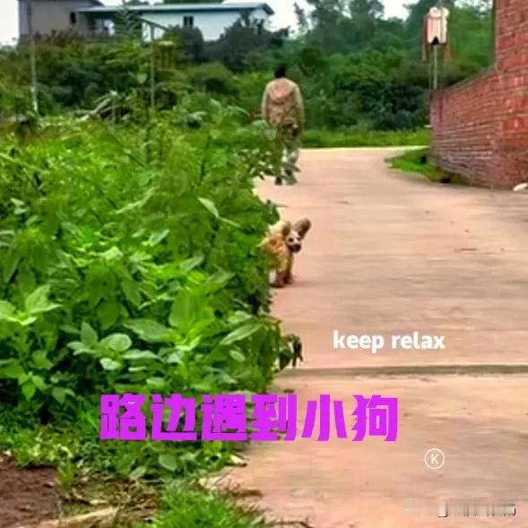 今天去了一趟乡下，在路边看到一只小狗，小狗奇特的模样立刻吸引了我。刚刚拿出手机想