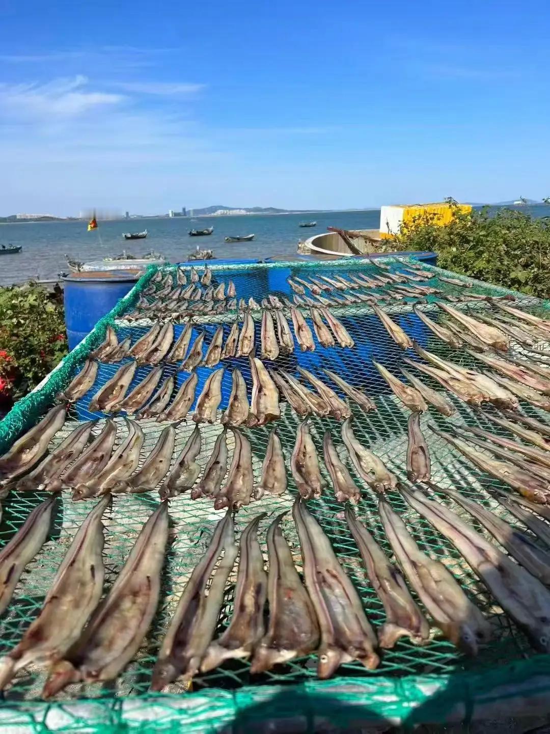 青岛渔村秋日限定美味！鳗鳞鱼晒出琥珀色传奇，三代老渔民独家技法揭秘，每一口都是大