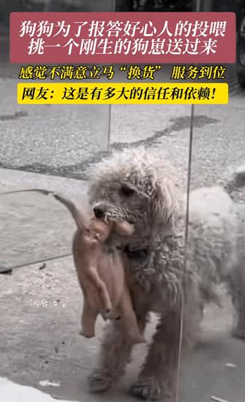“万物皆有灵！”江苏，一女子常常投喂流浪狗，没想到小狗生崽之后，居然叼着一只狗崽