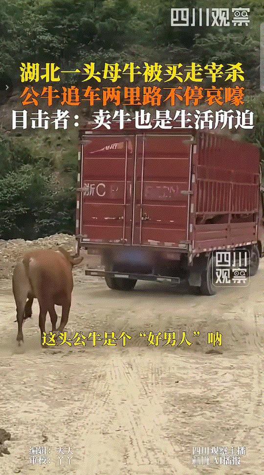 太虐心了！5月8日，湖北丹江口，一养殖户把母牛卖给了牛贩子。牵上车刚开出两里地，