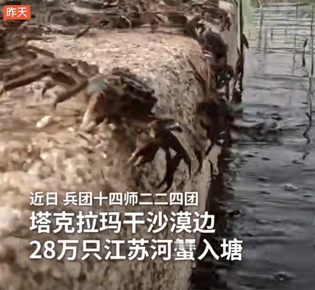 最近新疆生产建设兵团十四师二二四团搞了件新鲜事，直接在塔克拉玛干沙漠边上，投放了