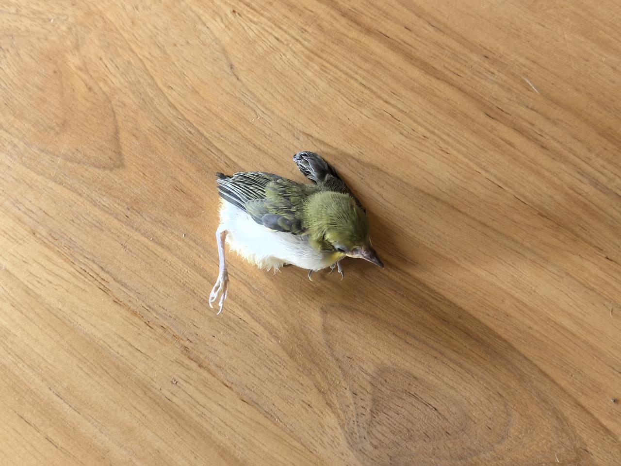 在弘毅生态农场食物森林里抢救的小黄雀，救助后放归森林。这种小鸟在当地消失了近半个