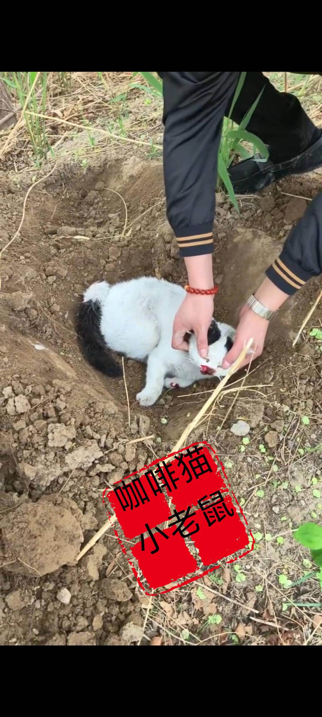 主人辛苦养大的家猫竟然被小区里面的几个初中生用石头将她扼杀在了草丛里面，当主人寻