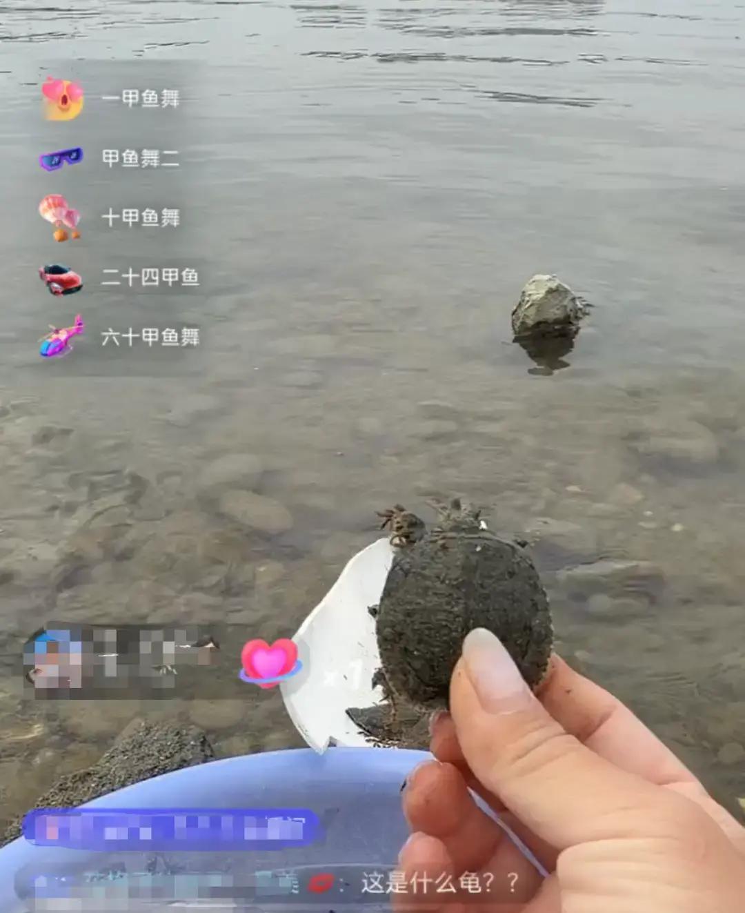 入春四川涪江边，几分钟扔进江上百只甲鱼，这打赏换善心的直播竟成生态杀手？直播