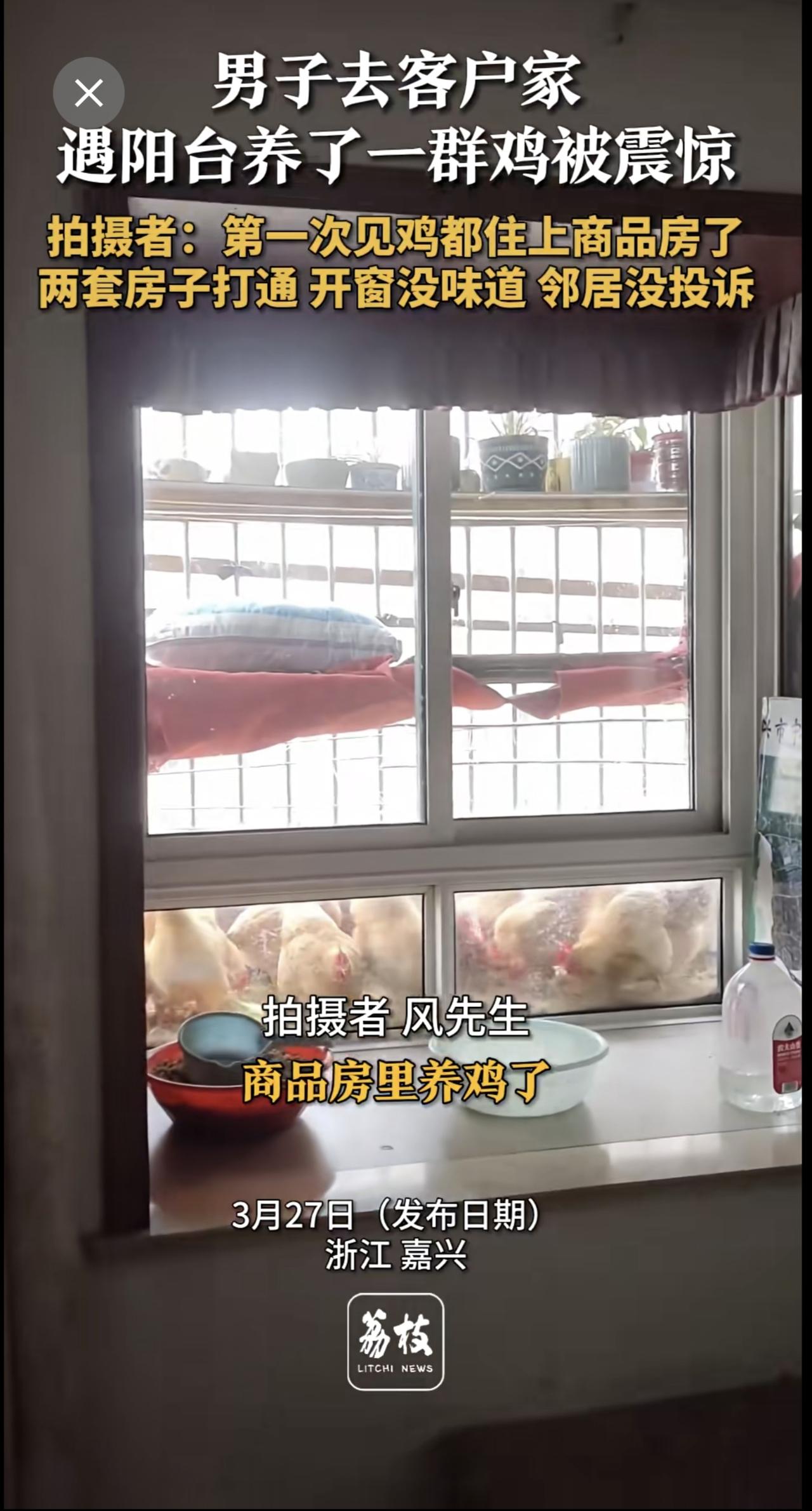 男子去客户家遇阳台养了一群鸡被震惊拍摄者：第一次见鸡都住上商品房了两套房子打