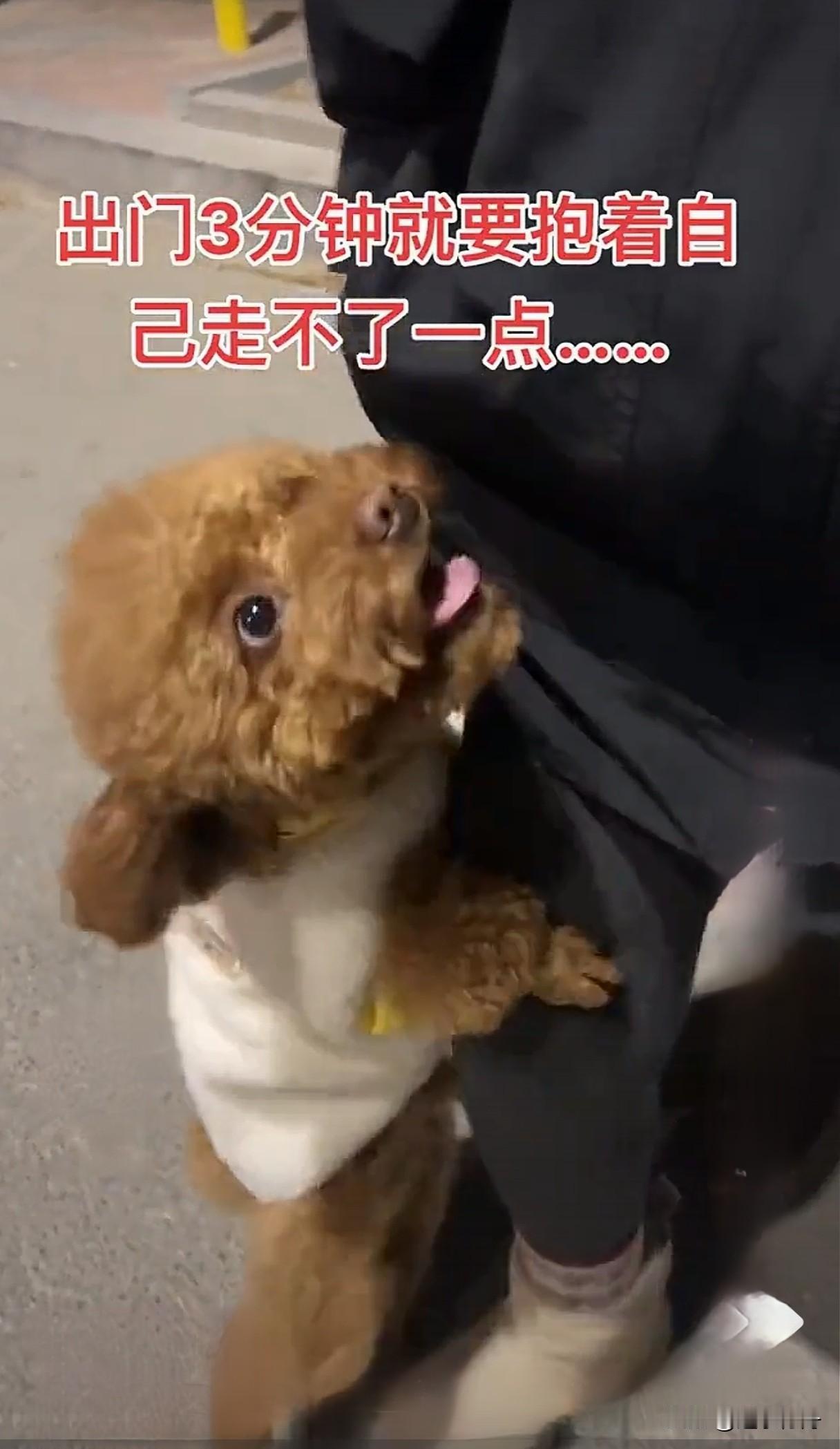 在家里嚷嚷着要出去玩，可是出去刚走没三分钟就要抱，真是让人哭笑不得。说起家里的宠