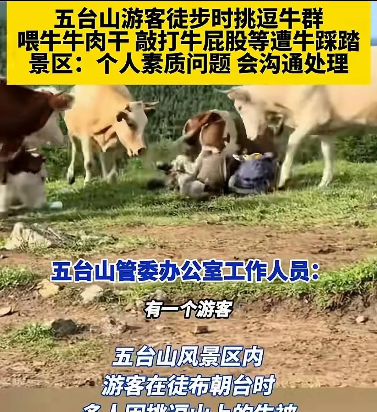 喂牛吃牛肉干也就算了，还拿棍子捅牛屁屁，牛不反击才怪呢，真当牛脾气好吗！也不知