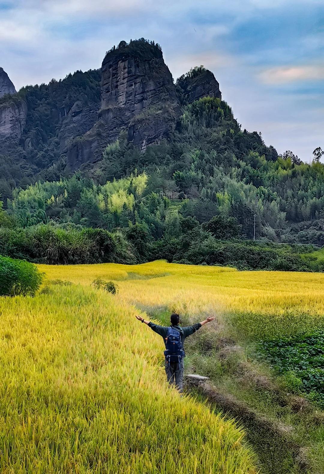 📍冠豸山|丹霞地貌|抓住秋天的尾巴金黄的稻田如大地的织毯，在微风里泛起层层涟