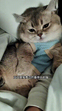 豆豆真的是一只特别黏人乖巧的小猫。每天一觉醒来，它就安安静静睡在主人的身旁，睡眼