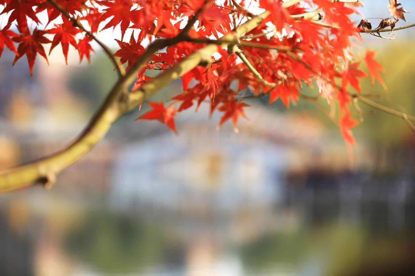 北京西海子公园的红叶摄影