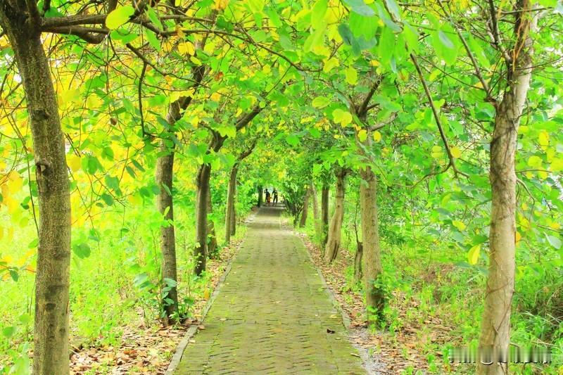 看到“秋霜催黄叶”这个上联，瞬间有了画面感，秋霜降临，黄叶纷纷飘落，好一幅秋意浓